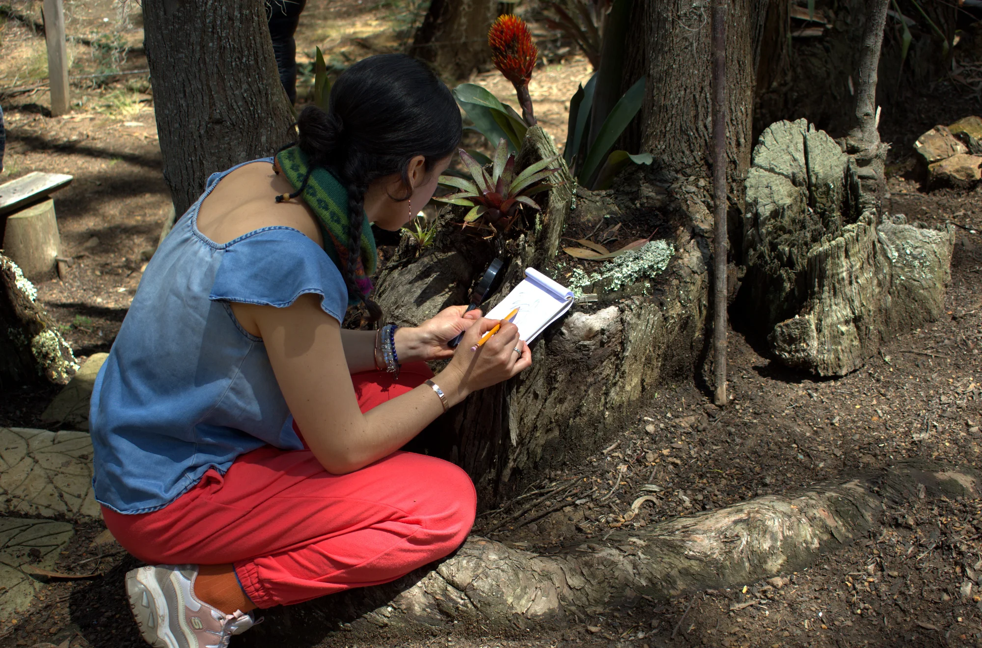 Participante dibujando una bromelia en el bosque durante la prueba piloto de Raíces Aéreas.